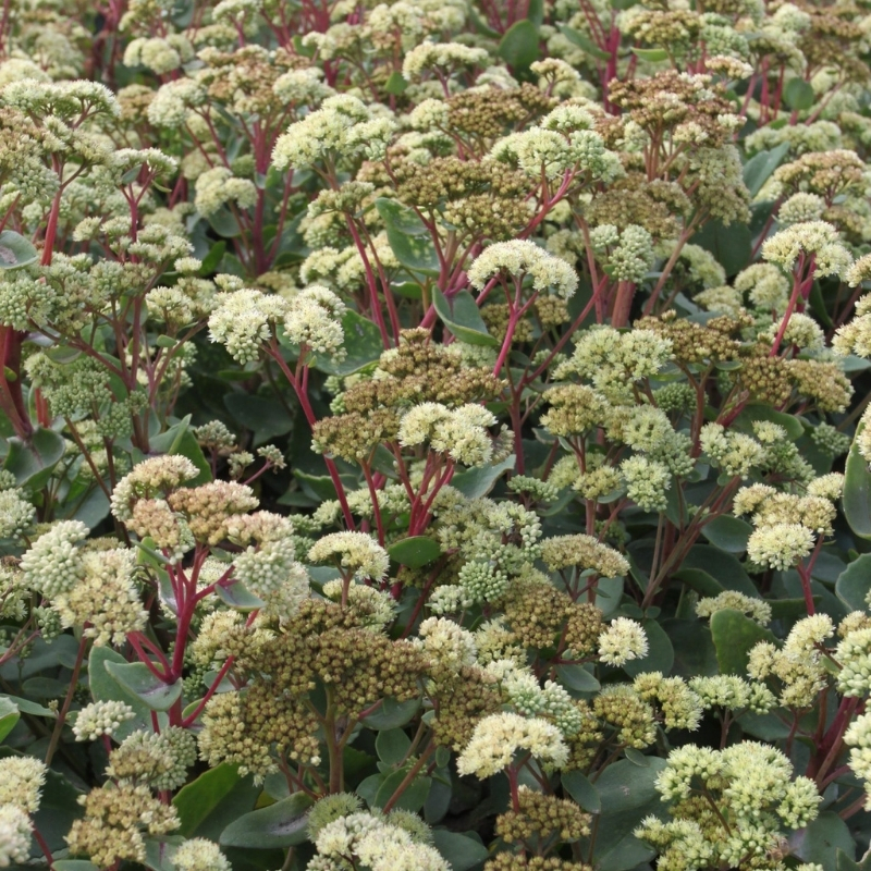 Седум Саммер Сюрпрайз Седум Саммер Сюрпрайз - Dolina-Sad.Ru