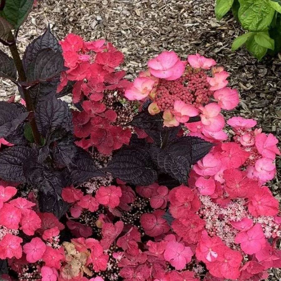 Гортензия пильчатая Дардевил, С3 - Dolina-Sad.Ru