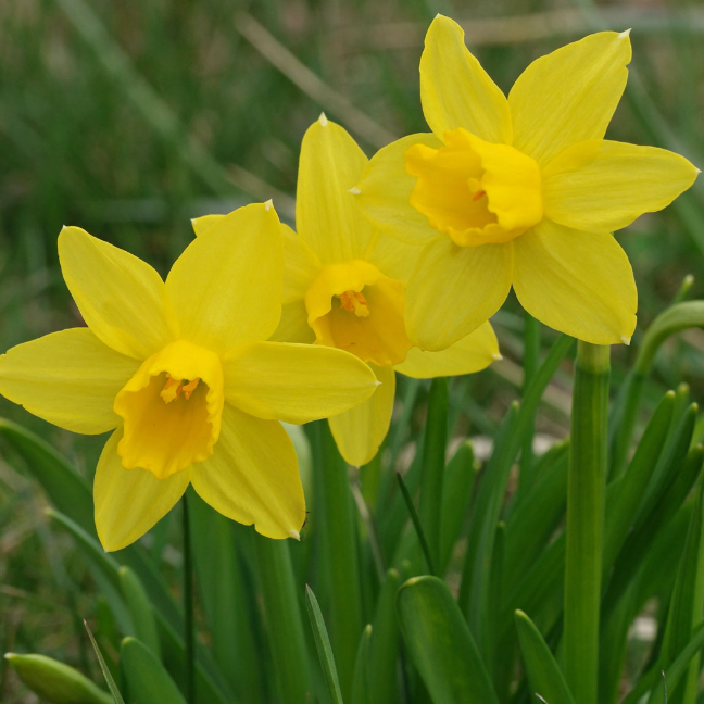 Нарцисс Тет-а-Тет - Dolina-Sad.Ru