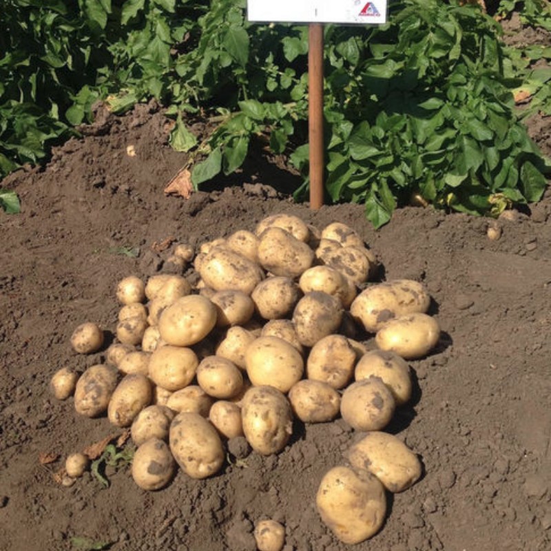 Картофель Ривиера/Cреднеранний - Dolina-Sad.Ru