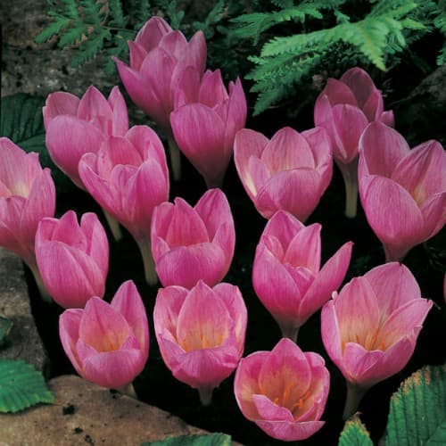 Крокус Зонатус фото