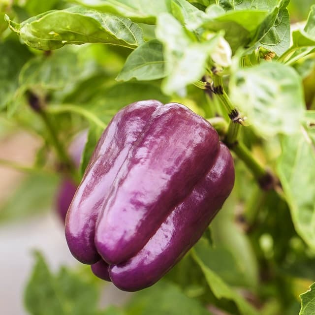 Перец Сиреневый туман фото