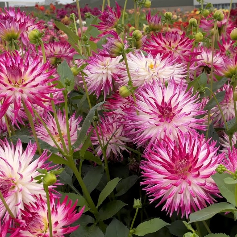 Георгина Датч Эксплоужн Георгина Датч Эксплоужн - Dolina-Sad.Ru