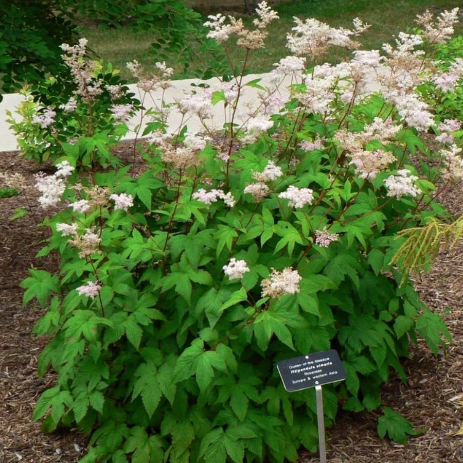 Лабазник Альба - Dolina-Sad.Ru