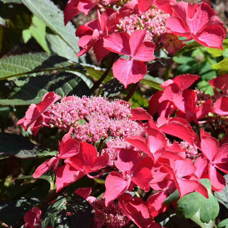 Гортензия крупнолистная Селина Гортензия крупнолистная Селина - Dolina-Sad.Ru