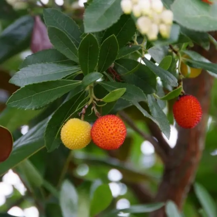 Земляничное дерево Кобра - Dolina-Sad.Ru