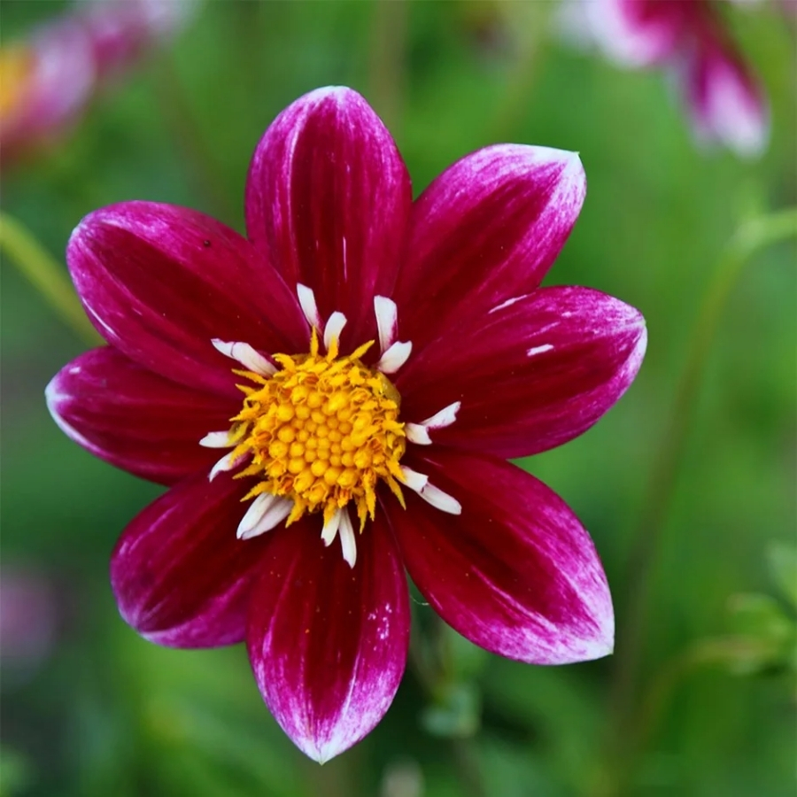 Георгина Импрешен Фабула Георгина Импрешен Фабула - Dolina-Sad.Ru