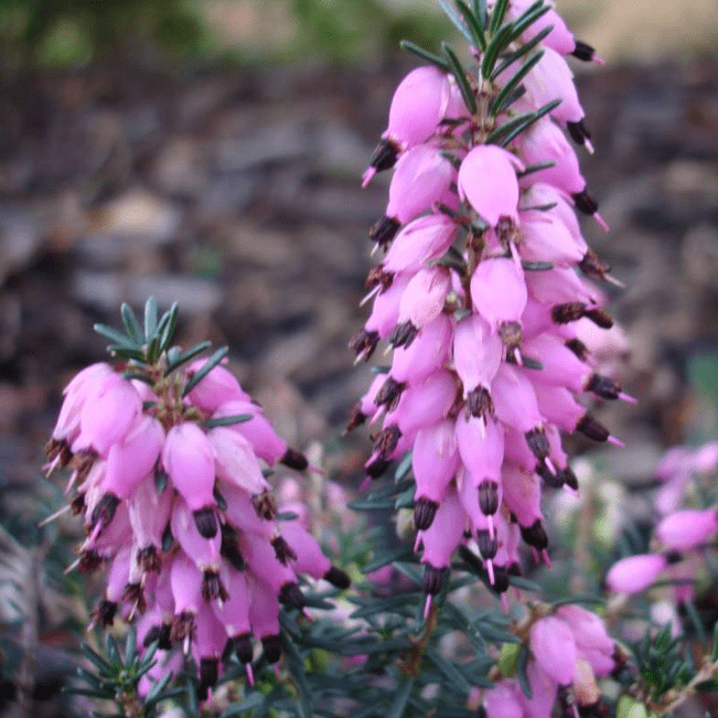 Эрика дарленская Дарлей Дэйл фото