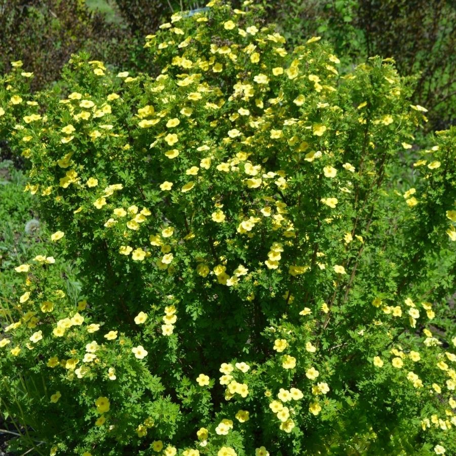 Лапчатка кустарниковая Катерина Дайкс, С3 Лапчатка кустарниковая Катерина Дайкс, С3 - Dolina-Sad.Ru