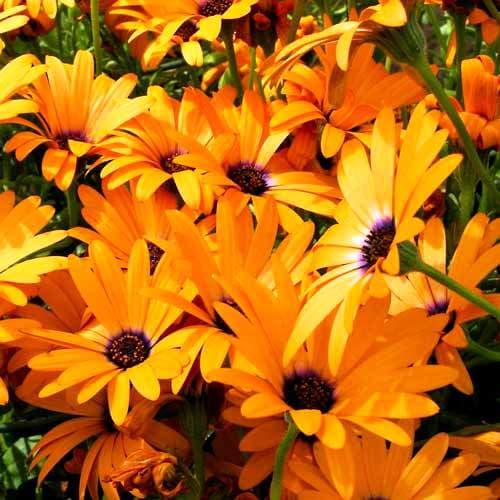 Диморфотека Тетра Голиаф Диморфотека Тетра Голиаф фото