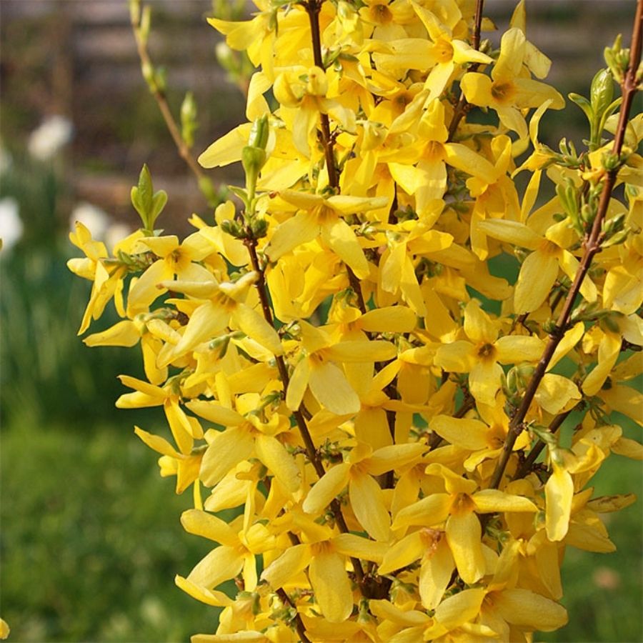 Форзиция промежуточная Курталин, С3 - Dolina-Sad.Ru