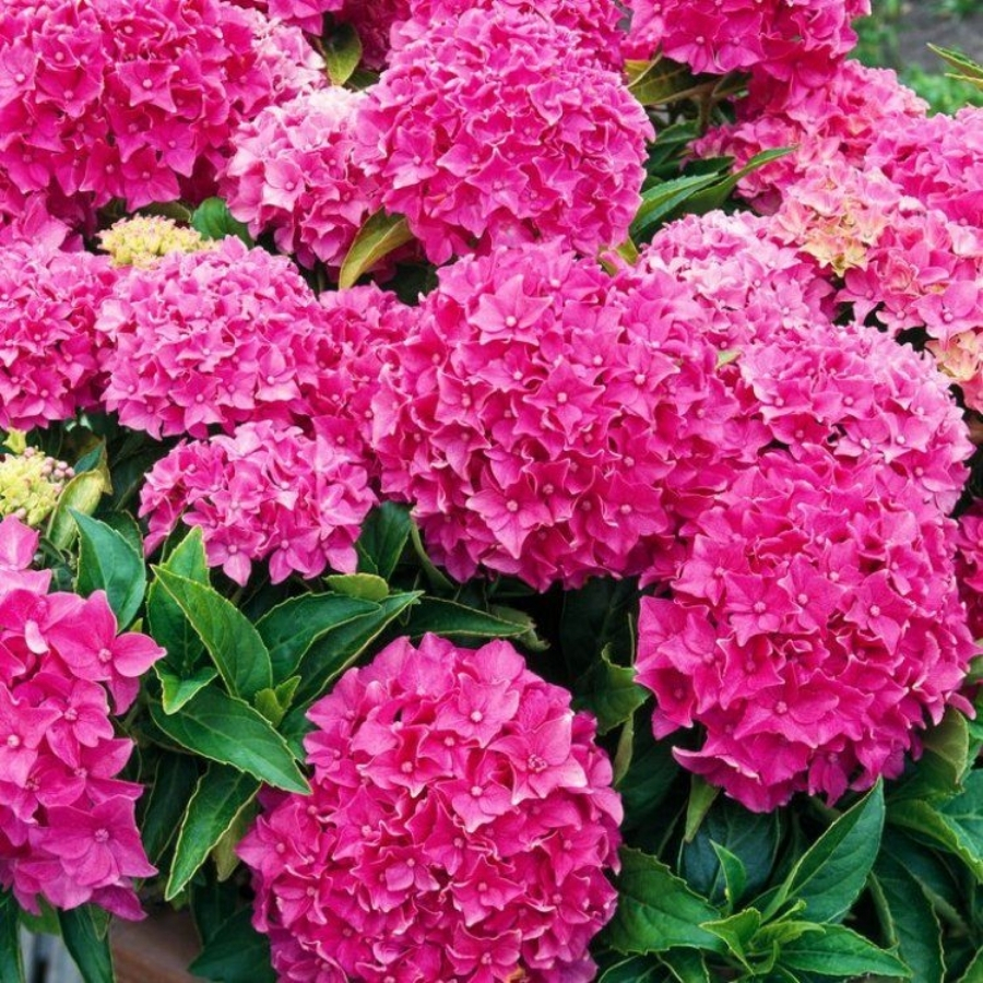 Гортензия крупнолистная Товелит Гортензия крупнолистная Товелит - Dolina-Sad.Ru