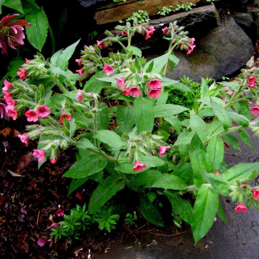 Медуница красная Бовлес Ред - Dolina-Sad.Ru