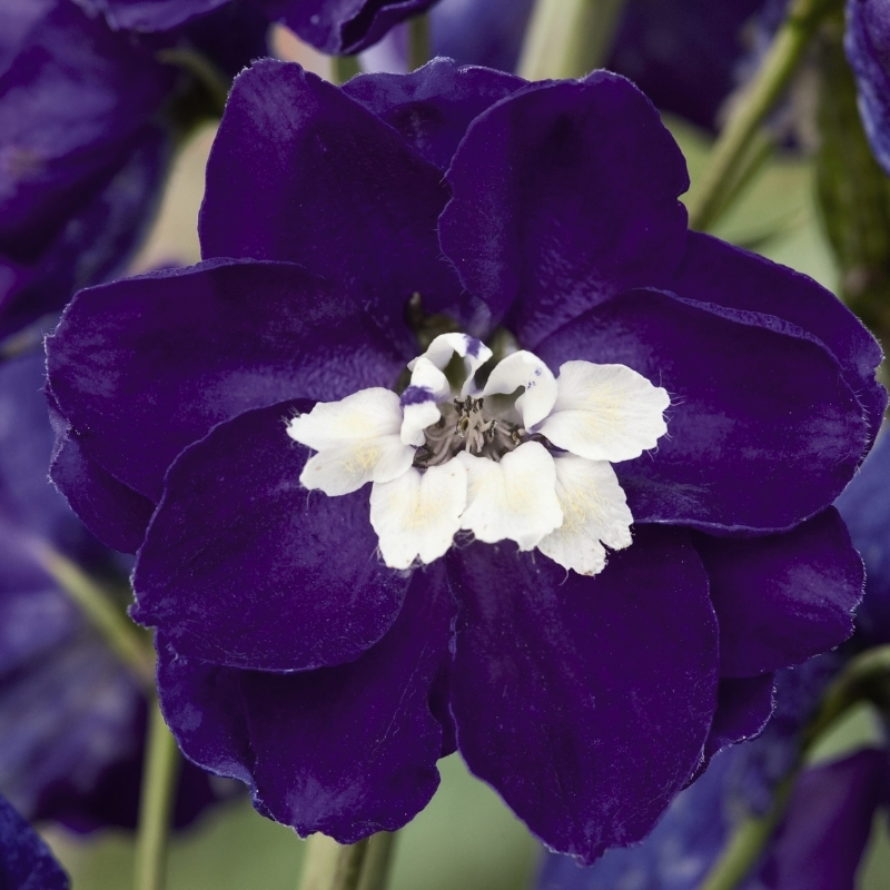 Дельфиниум Дарк Блю Вайт Бии - Dolina-Sad.Ru