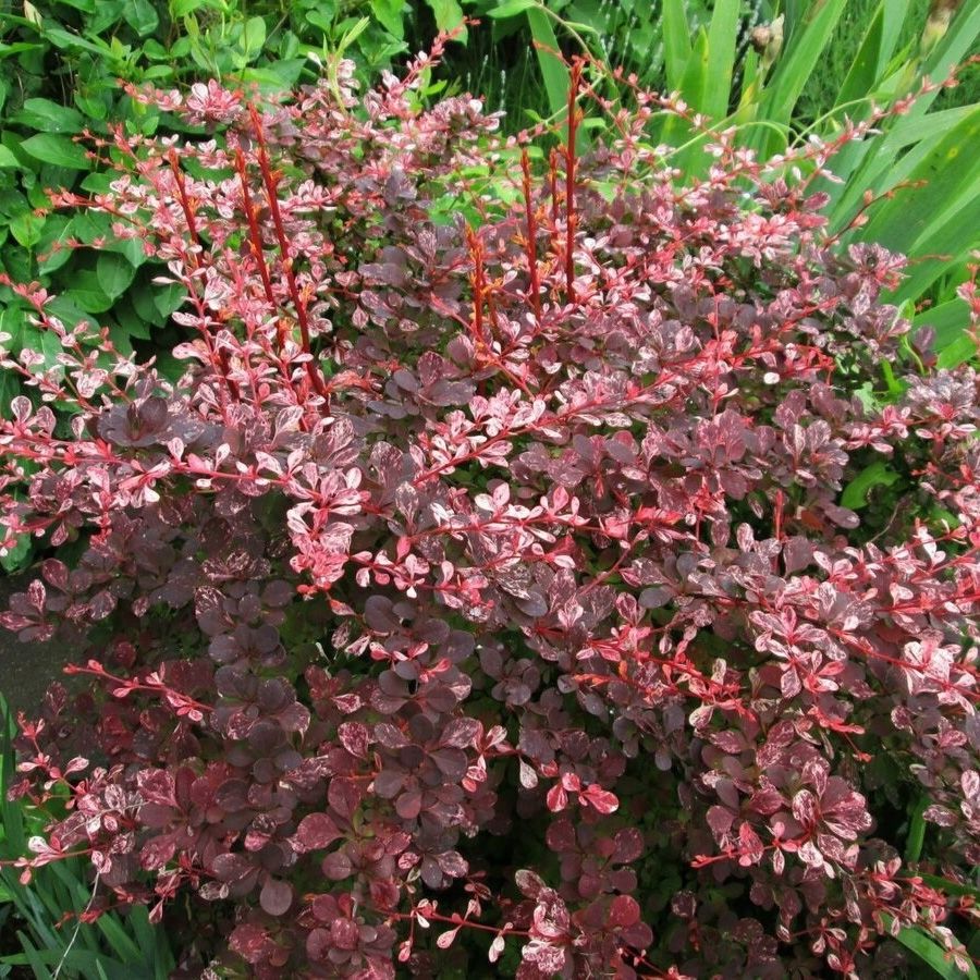 Барбарис Тунберга Фламинго, С2 Барбарис Тунберга Фламинго, С2 - Dolina-Sad.Ru