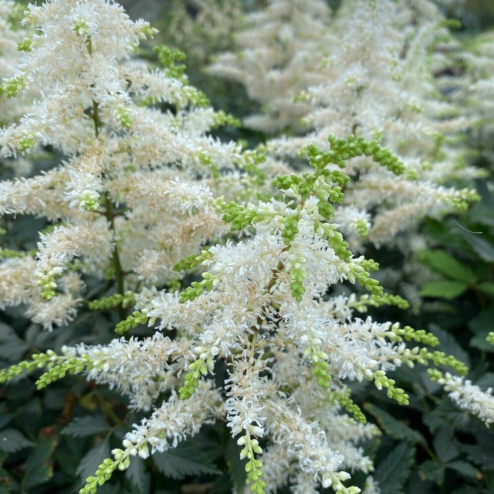 Астильба гибридная Изи Лисенинг Астильба гибридная Изи Лисенинг - Dolina-Sad.Ru