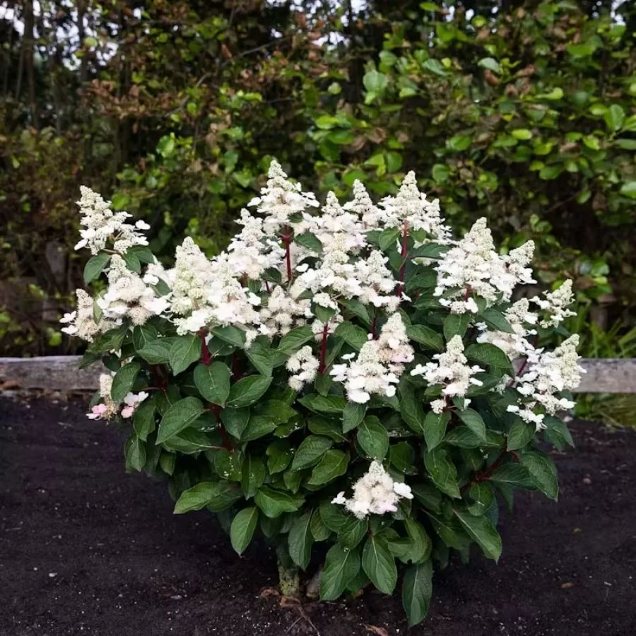 Гортензия метельчатая Инфинити, С3 - Dolina-Sad.Ru