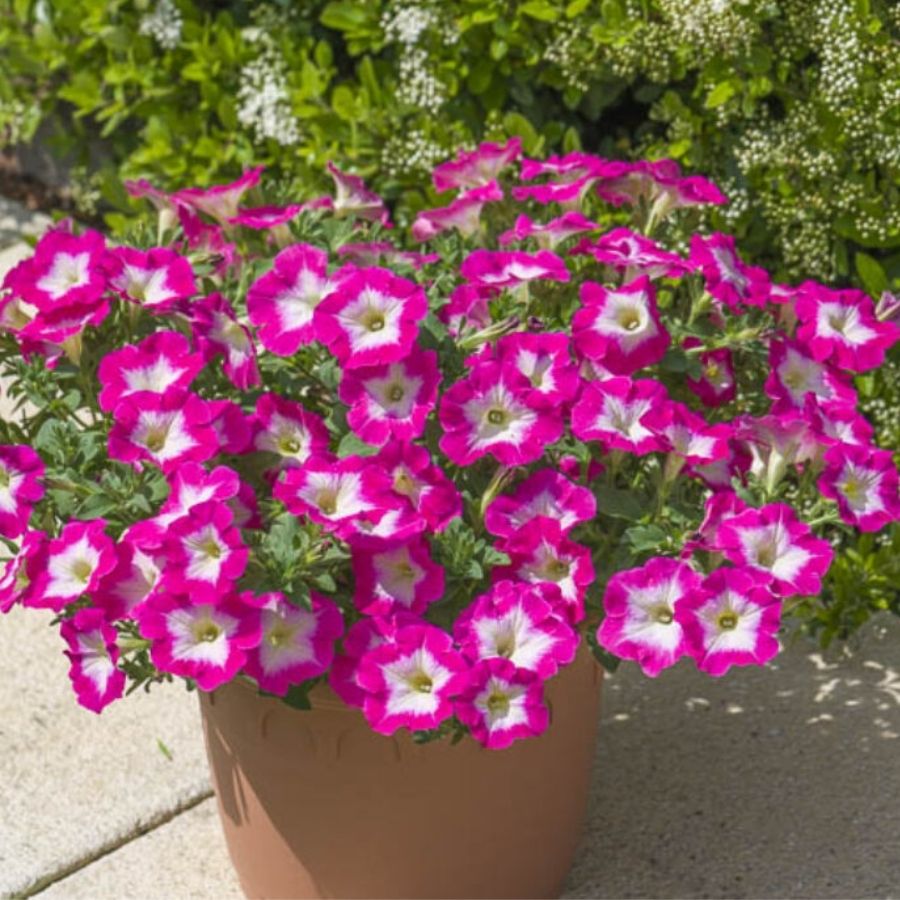 Петуния Оватион Брайт Айс - Dolina-Sad.Ru