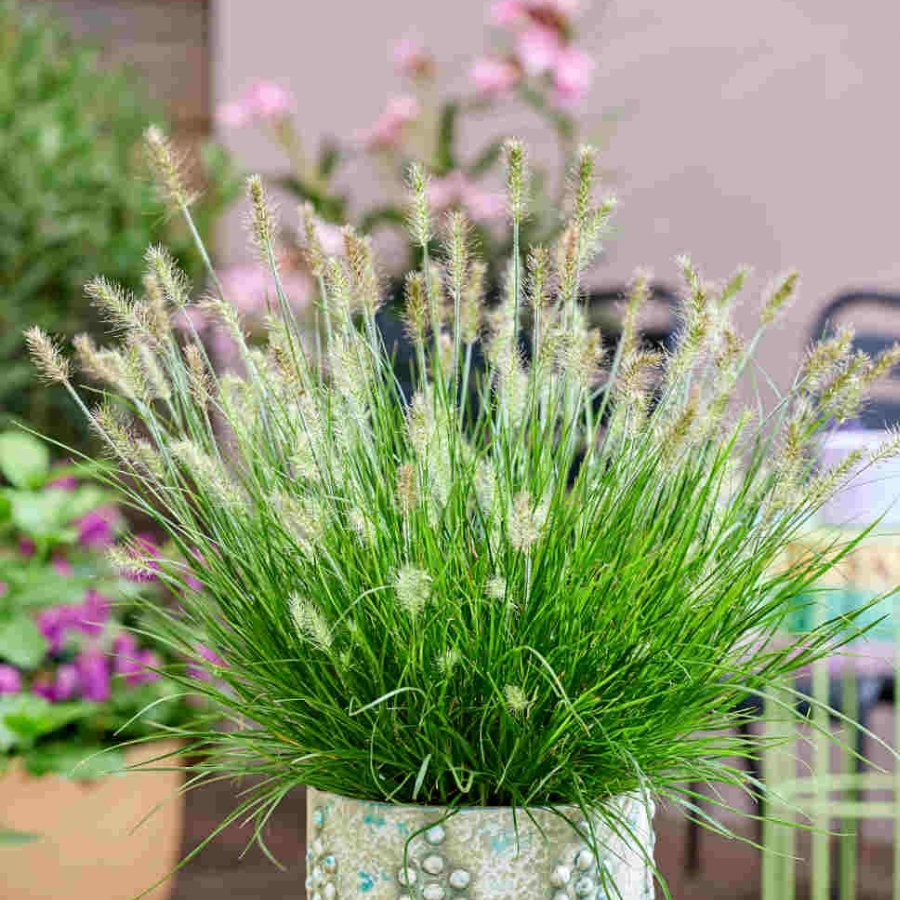 Пеннисетум лисохвостный Тайни Твинглер - Dolina-Sad.Ru