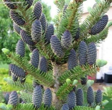 Пихта корейская фото