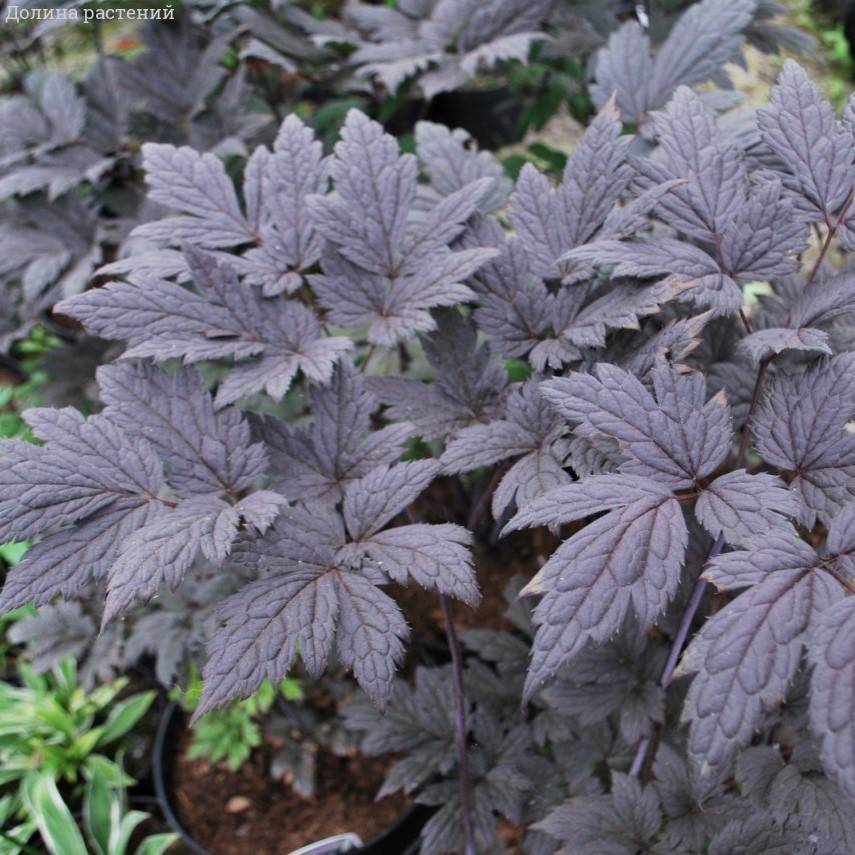 Воронец простой Пинк Спайк - Dolina-Sad.Ru