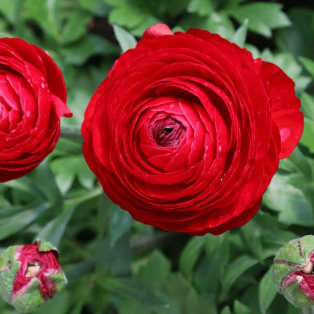 Ранункулюс Ред Ранункулюс Ред фото