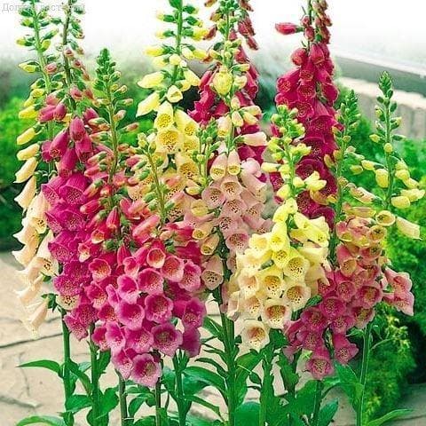 Наперстянка Эксельсиор*, смесь 0,2 г фото