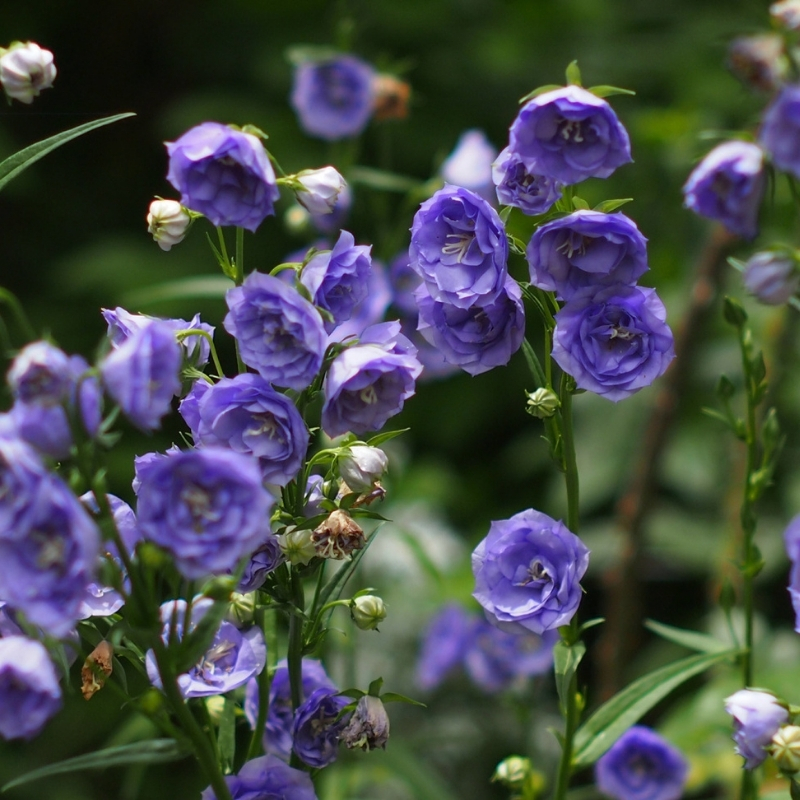 Колокольчик Ля Белль Блю - Dolina-Sad.Ru