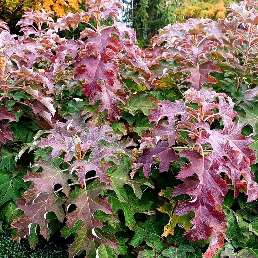 Гортензия дуболистная Айс Кристал, С2 - Dolina-Sad.Ru