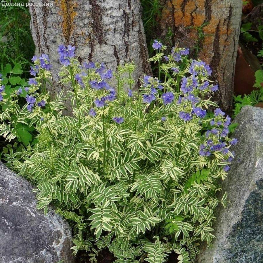 Синюха голубая Бриз Данжоу - Dolina-Sad.Ru