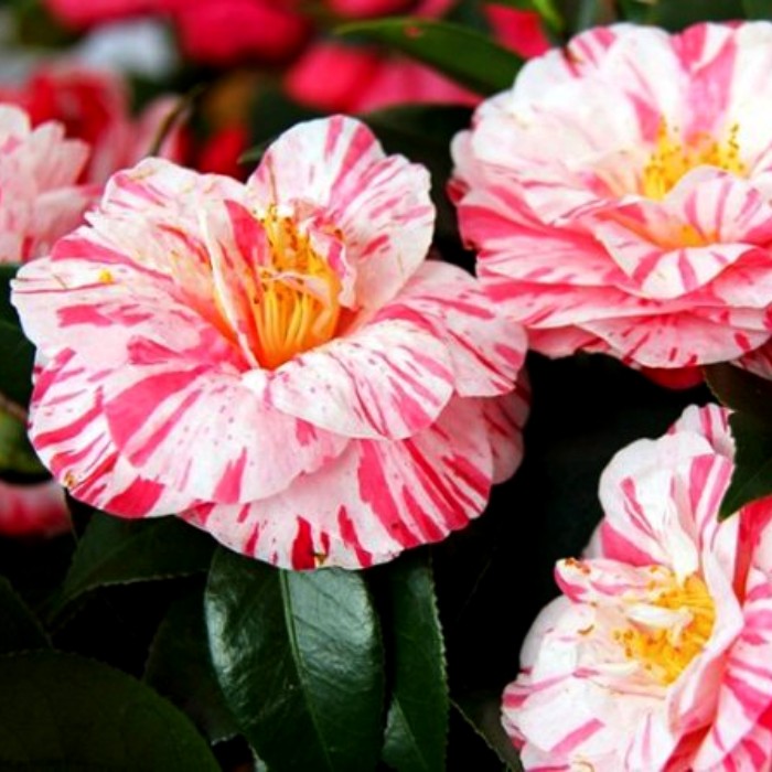 Камелия японская Триколор - Dolina-Sad.Ru
