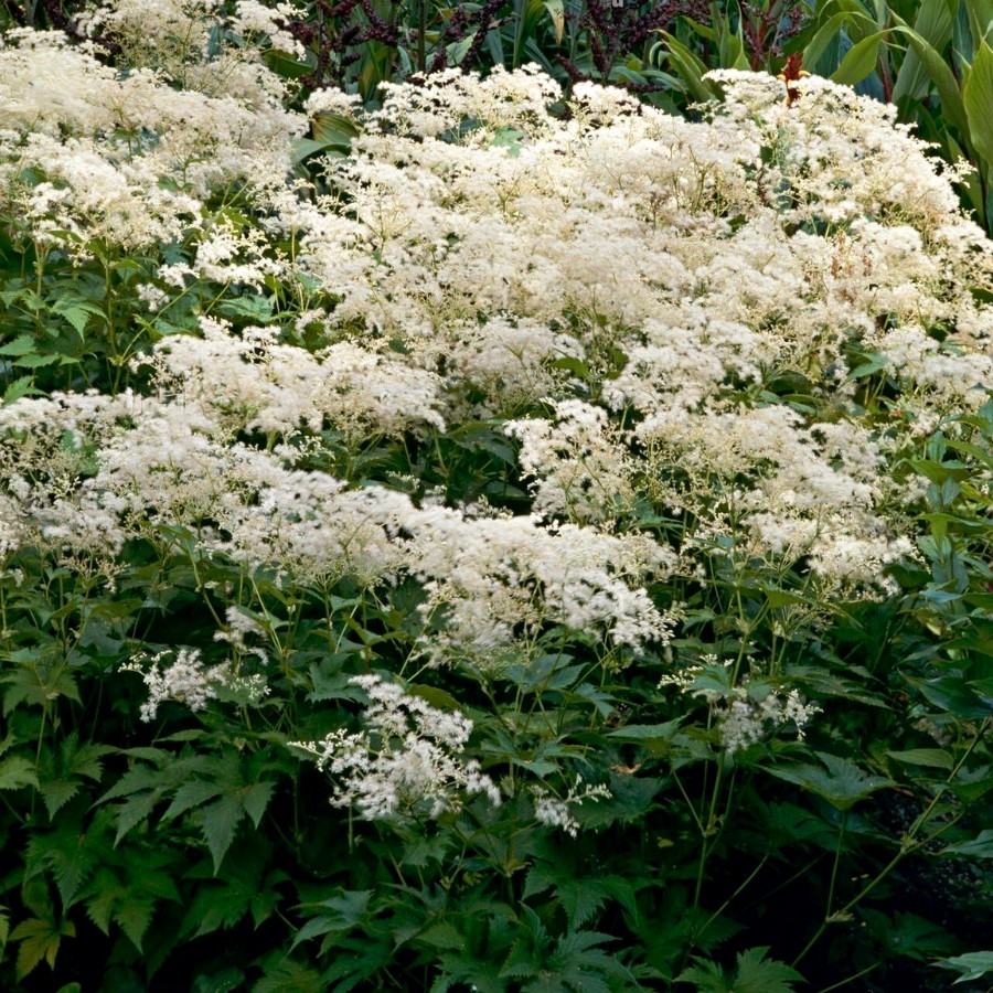 Лабазник Альба - Dolina-Sad.Ru