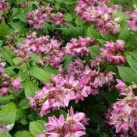 Дейция пурпурная Калмифлора Дейция пурпурная Калмифлора фото