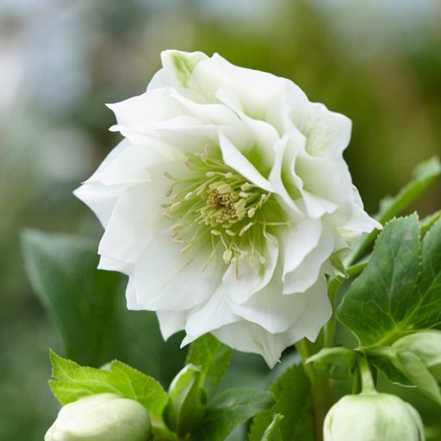 Морозник Дабл Вайт - Dolina-Sad.Ru