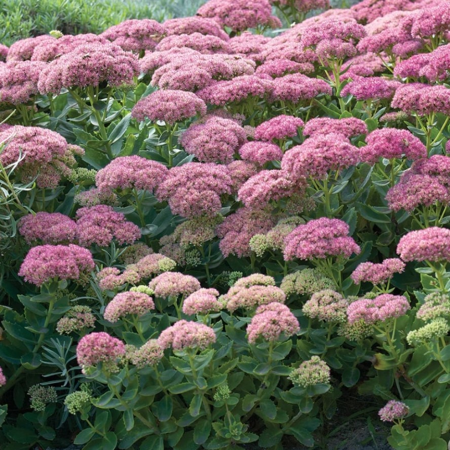 Седум Седакшн Пинк Пазишн Седум Седакшн Пинк Пазишн - Dolina-Sad.Ru