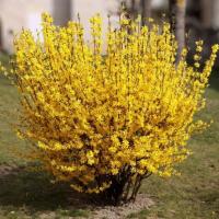 Форзиция промежуточная Уикенд, С3 - Dolina-Sad.Ru