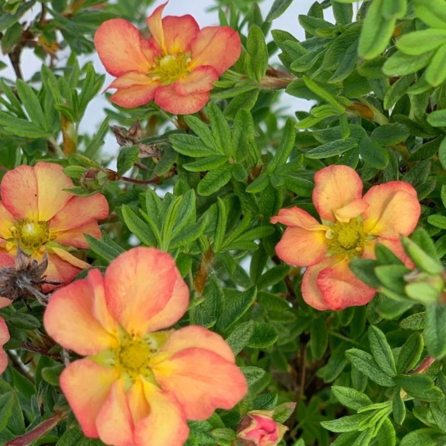 Лапчатка кустарниковая Белла Эппл, С2 Лапчатка кустарниковая Белла Эппл, С2 - Dolina-Sad.Ru