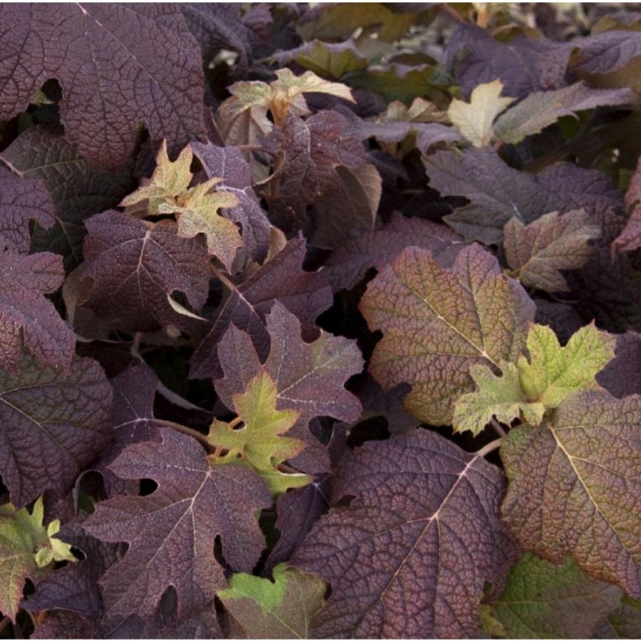 Гортензия дуболистная Сноу Квин, С2 - Dolina-Sad.Ru