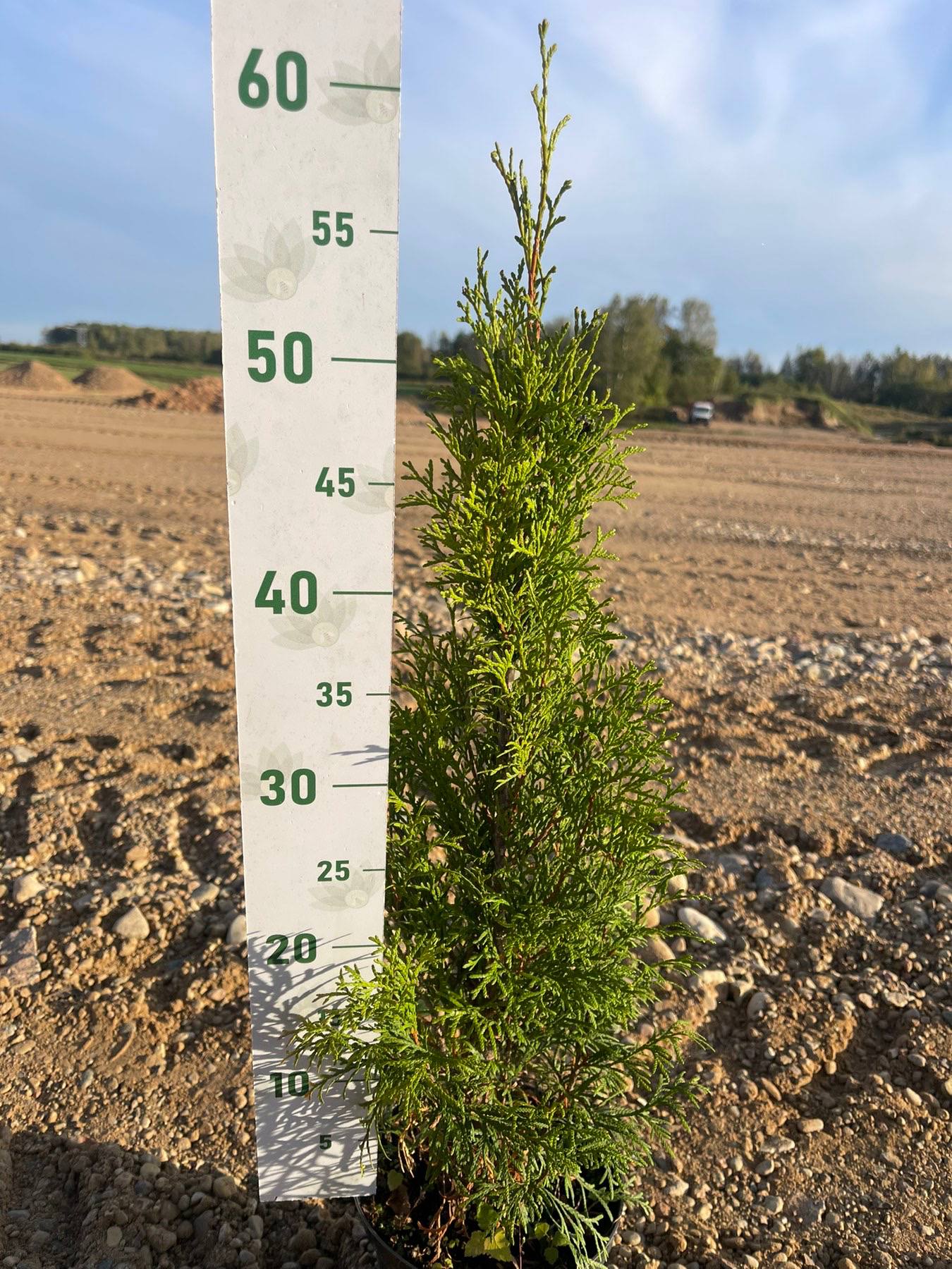 Туя Западная Смарагд, С2 (55-75 см) Туя Западная Смарагд, С2 (55-75 см) - Dolina-Sad.Ru