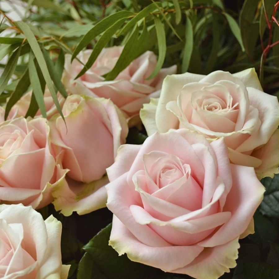 Роза Свит Аваланш - Dolina-Sad.Ru