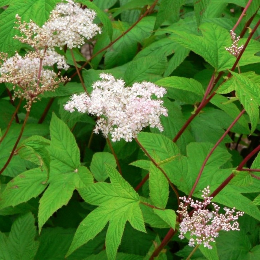 Лабазник Альба - Dolina-Sad.Ru