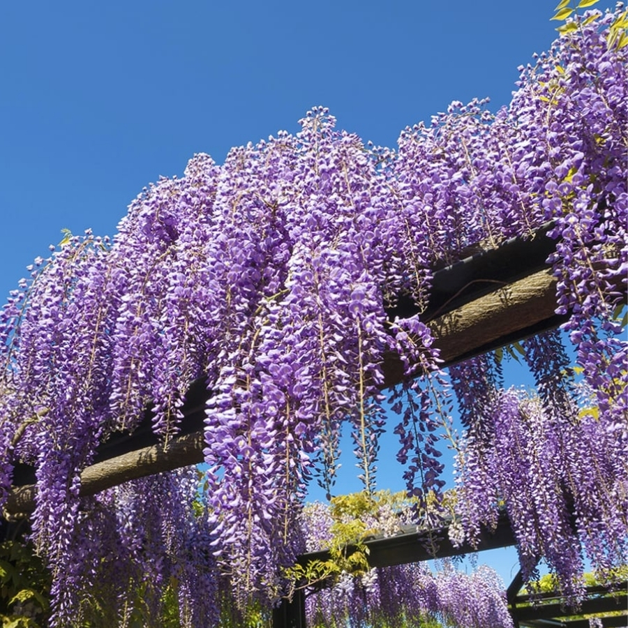 Глициния китайская, С3 Глициния китайская, С3 - Dolina-Sad.Ru