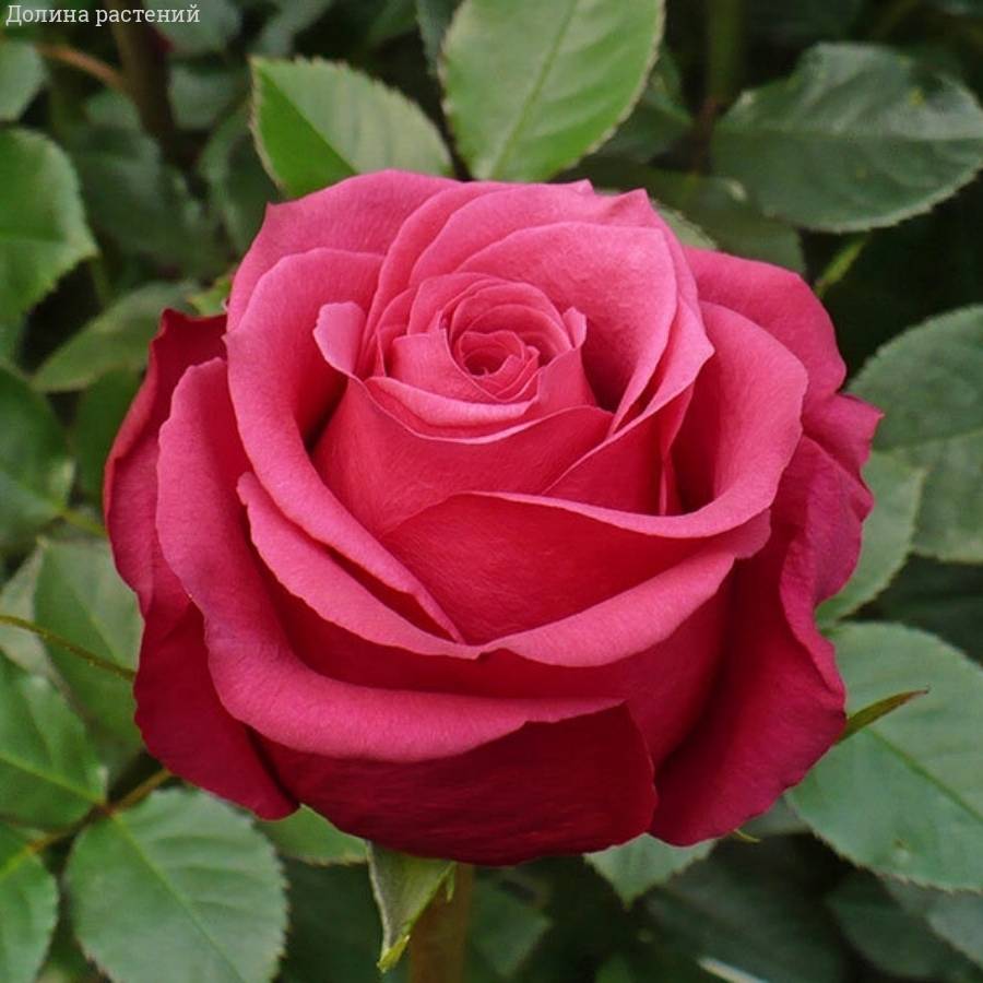 Роза Черри О в горшке - Dolina-Sad.Ru