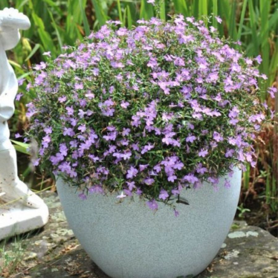 Лобелия Белла Роза - Dolina-Sad.Ru