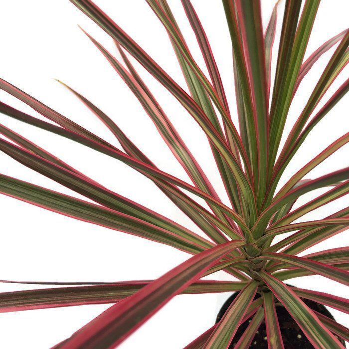 Драцена Колорама Драцена Колорама фото