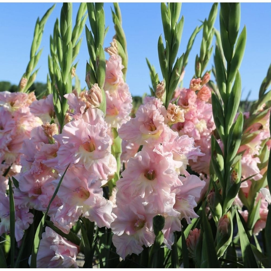 Гладиолус Розовая молния - Dolina-Sad.Ru