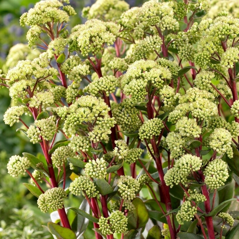 Седум Саммер Сюрпрайз Седум Саммер Сюрпрайз - Dolina-Sad.Ru