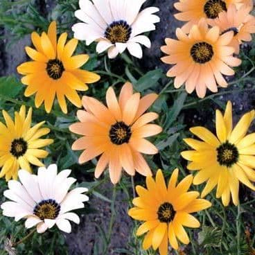 Диморфотека Пастель, смесь фото