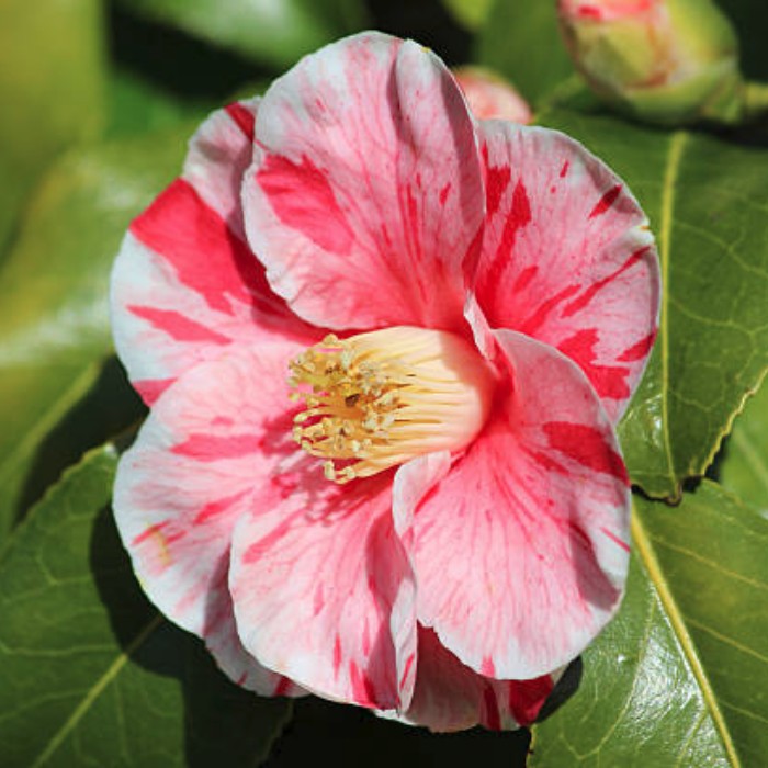 Камелия японская Триколор - Dolina-Sad.Ru