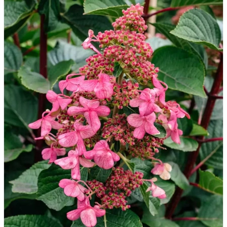 Гортензия метельчатая Инфинити, С3 - Dolina-Sad.Ru